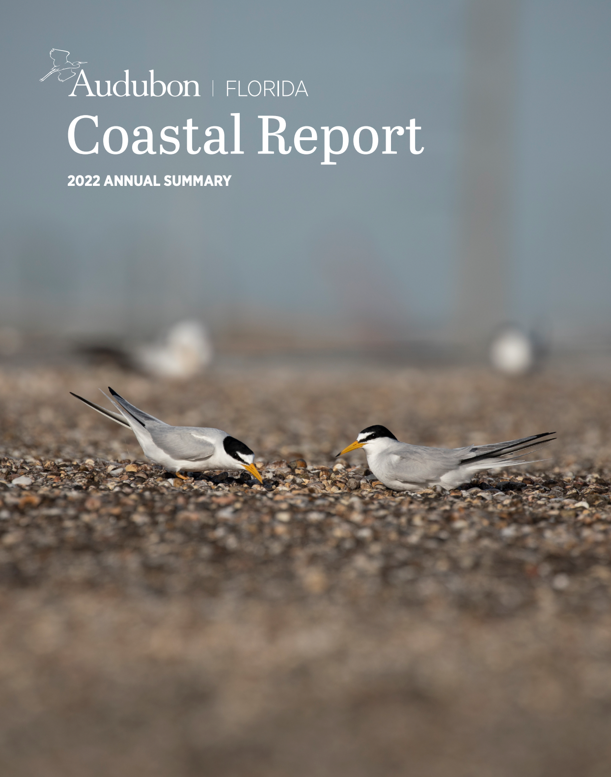 Two Least Terns on a rooftop